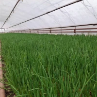 Продам цибулю Штутгартен на зелень