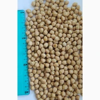 Продам нут (турецький горох, chickpeas)- 500т., с/г виробник, б/г з ПДВ, $ контракт