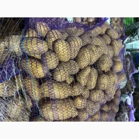 Продам товарну картоплю, різні сорти