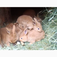 Продам кролів порід Бургундець та Бабочка | Різний вік, здорові, гарні