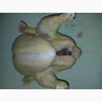 Продам тушки бройлерів