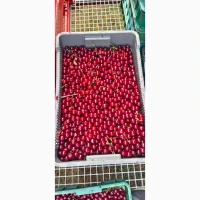 Продам вишню охолоджену крупним оптом (з холодильника, відмінна якість
