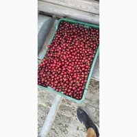 Продам вишню охолоджену крупним оптом (з холодильника, відмінна якість