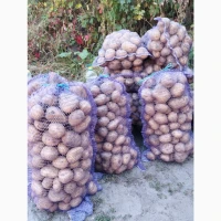 Продам картоплю