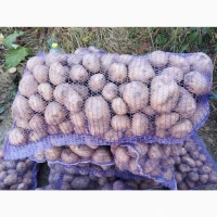 Продам картоплю