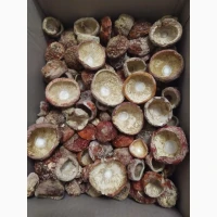 Куплю мухомори