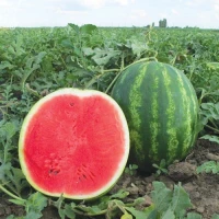 Продам кавун оптом