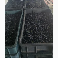 Продам чорницю свіжу