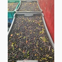 Продам чорницю свіжу