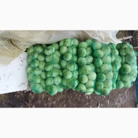 Продам капусту Агресор гарної якості