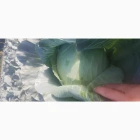 Продам капусту Агресор гарної якості