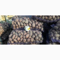 Продам товарну картоплю, сорт Вектор