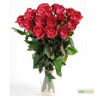 Цветы оптом : альстромерия, гербера, хризантема, розы