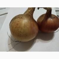 Продам цибулю