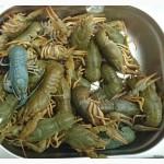 Продам живой севанский рак