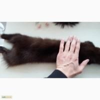 Шкуры куницы