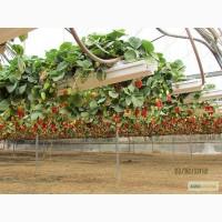 Уникальные фермерские теплицы Израильского производства