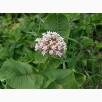 Настойка ваточника сирийского, 110мл