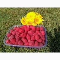Малина Зева, Зюгана, Брусвяна, Лячка, Малиновое дерево Raspberries