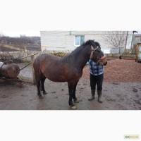 Продам кобилу