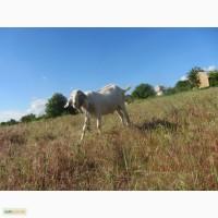 Продам заано-нубийских козлов