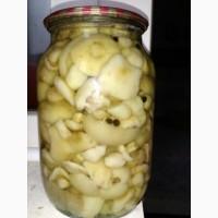 Продам грибы маслята маринованные Урожай 2020г