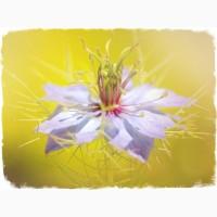 Черный тмин товарный