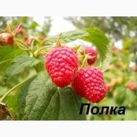 Розсада ремонтантних сортів малини ПОЛКА, ПОЛЯНА(POLANA), РАНКОВА РОСА (PORANA ROSA)