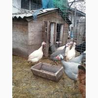Продам пару цесарок