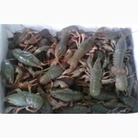 Продам раки речные живые
