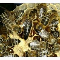 У продажі бджоломатки КАРПАТСЬКОЇ ПОРОДИ, ВУЧКОВИЙ ТИП 140-150 ГРН