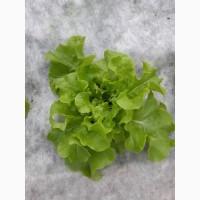 Салат зелений