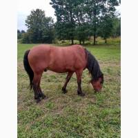 Продам коня. Терміново