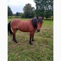 Продам коня. Терміново