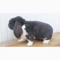 Французькі барани голубий плащ