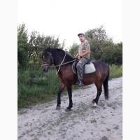 Продам робочу кобилу