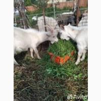 Продам подрощеных козлят