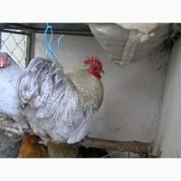 Продам петушков и курочек породы Карликовый кохинхин