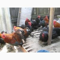 Продам петушков и курочек породы Карликовый кохинхин