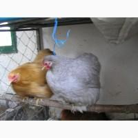 Продам петушков и курочек породы Карликовый кохинхин