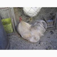 Продам петушков и курочек породы Карликовый кохинхин