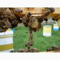 Продам бжолосімї