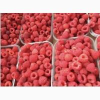 Продам Малину Сорт полка в идеальном качестве