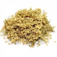 Куплю сушений ЦВІТ БУЗИНИ