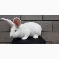 Продам кролів породи Бельгійський велетень