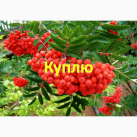 Куплю горобину червону