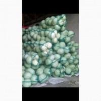 Продам капусту, сорт Агресор. Оптом