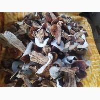 Продам білі гриби, сушені, 1 сорту