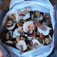 Продам білі гриби, сушені, 1 сорту