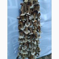 Продам білі гриби, сушені, 1 сорту